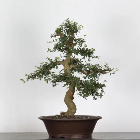 Bonsai Chinese Elm OR-2-7