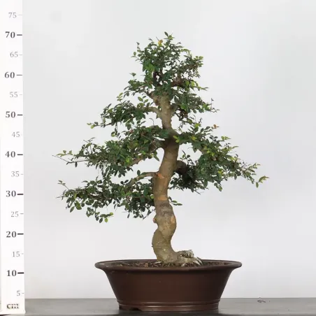 image supplémentaire - CHINESE ELM "Ulmus...