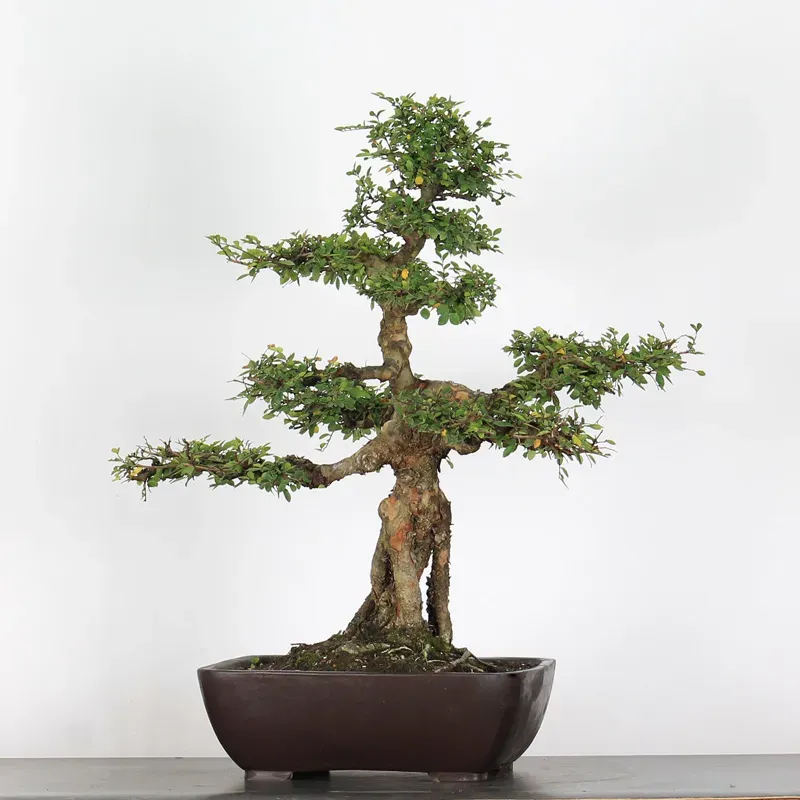 image supplémentaire - CHINESE ELM "Ulmus...