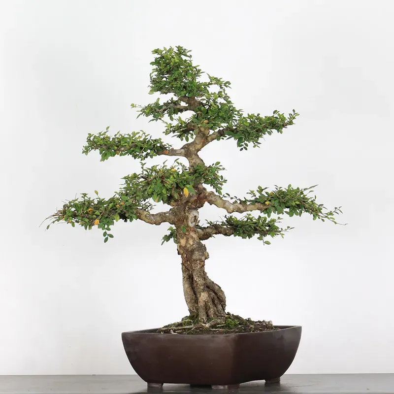 Bonsai Chinese Elm OR-2-12