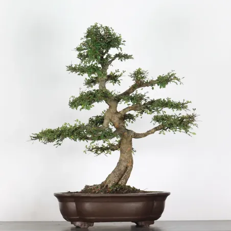 Chinese elm "ulmus parvifolia" 2-15