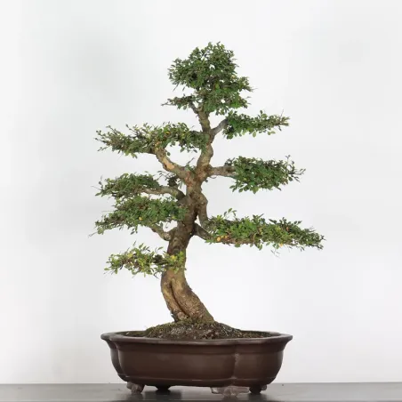 image supplémentaire - Chinese elm "ulmus...