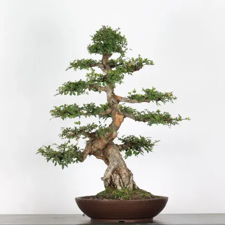 Chinese elm "ulmus parvifolia" 2-16