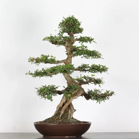 image supplémentaire - Chinese elm "ulmus...