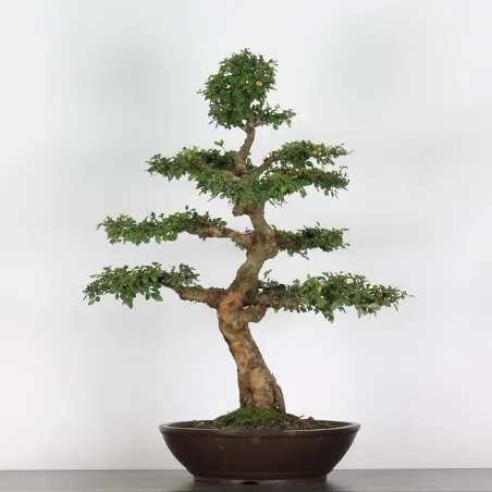 image supplémentaire - Chinese elm "ulmus...