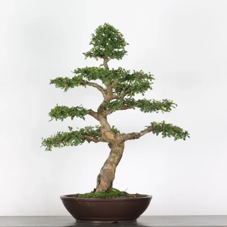 Chinese elm "ulmus parvifolia" 2-17