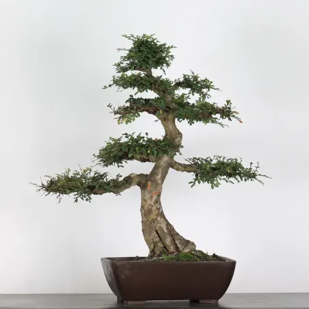 image supplémentaire - CHINESE ELM "Ulmus...
