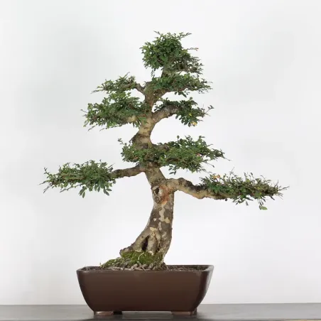 Bonsai Chinese Elm OR-3-2