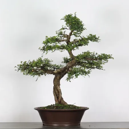 Bonsai Chinese Elm OR-3-3