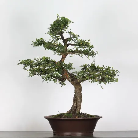 image supplémentaire - CHINESE ELM "Ulmus...