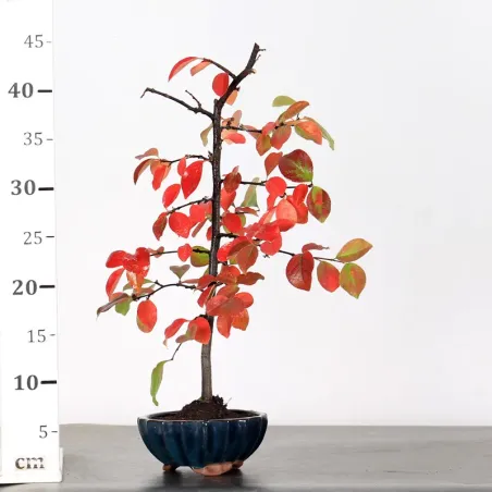 image supplémentaire - Quince "cydonia oblonga" 1-16