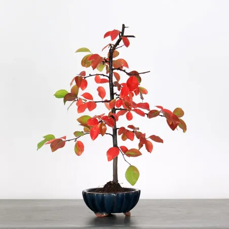 Quince "cydonia oblonga" 1-16
