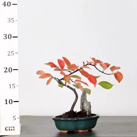 image supplémentaire - Quince "cydonia oblonga" 1-17