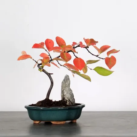 Quince "cydonia oblonga" 1-17