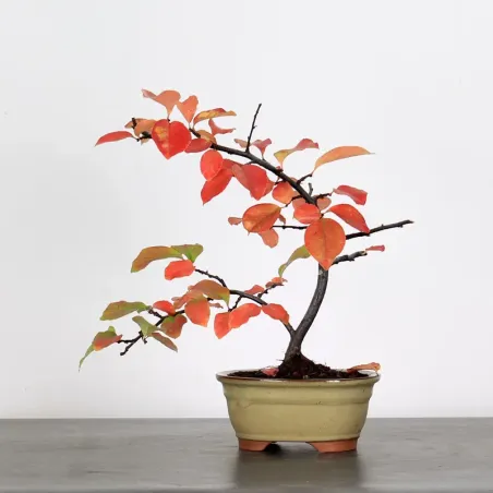 Quince "cydonia oblonga" 1-18