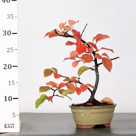 image supplémentaire - Quince "cydonia oblonga" 1-18