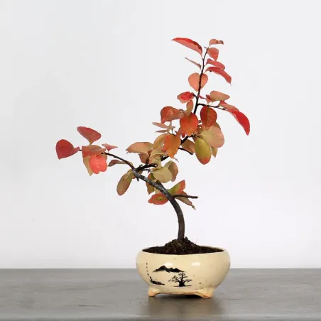 Quince "cydonia oblonga" 1-19