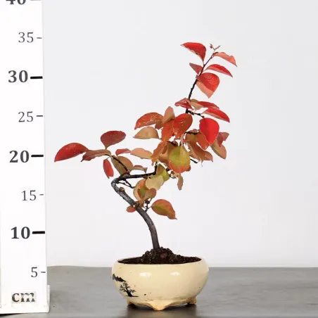 image supplémentaire - Quince "cydonia oblonga" 1-19