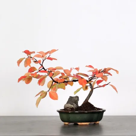 Quince "cydonia oblonga" 1-20