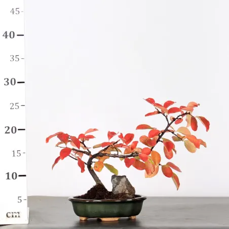 image supplémentaire - Quince "cydonia oblonga" 1-20