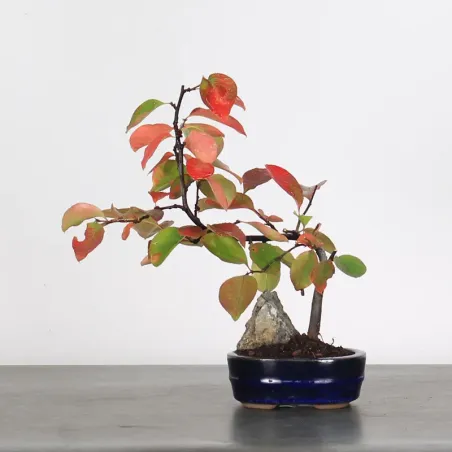 Quince "cydonia oblonga" 1-13