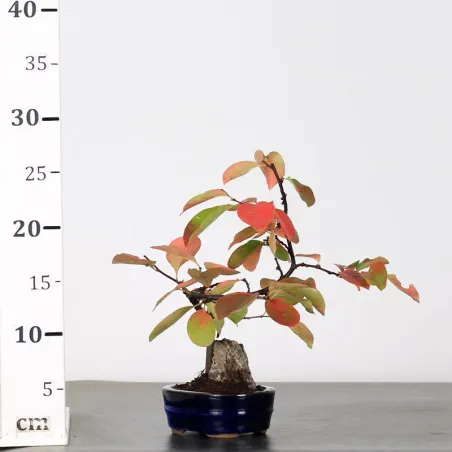 image supplémentaire - Quince "cydonia oblonga" 1-13