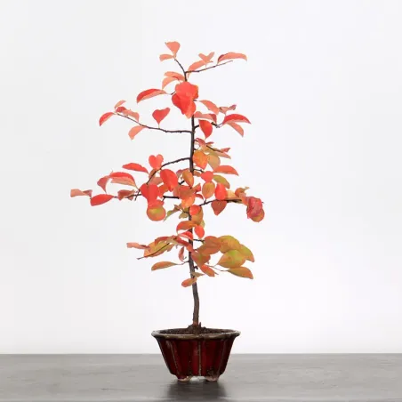Bonsai Chaenomeles Japonica