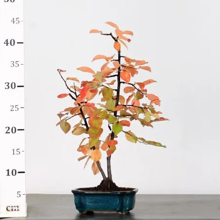 image supplémentaire - Quince "cydonia oblonga" 1-15