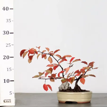 image supplémentaire - Quince "cydonia oblonga" 2-5