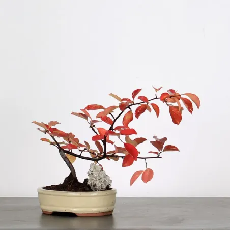 Quince "cydonia oblonga" 2-5