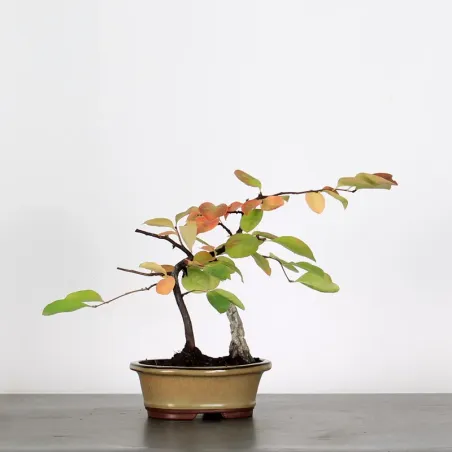 Quince "cydonia oblonga" 2-6