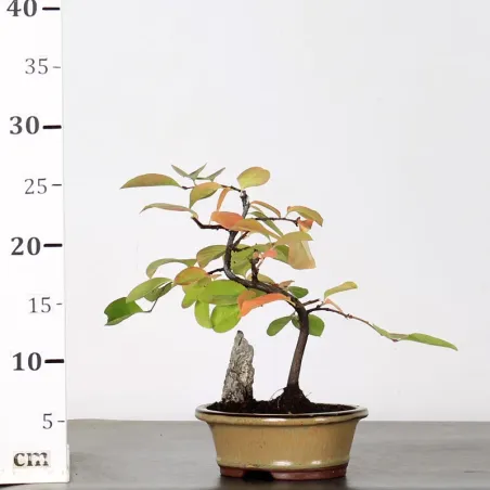 image supplémentaire - Quince "cydonia oblonga" 2-6
