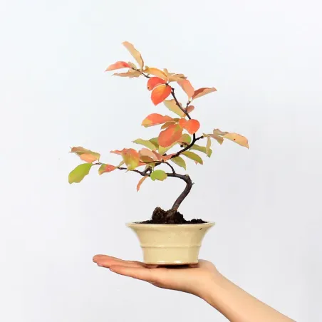 Quince "cydonia oblonga" 2-8