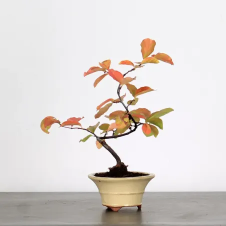 image supplémentaire - Quince "cydonia oblonga" 2-8