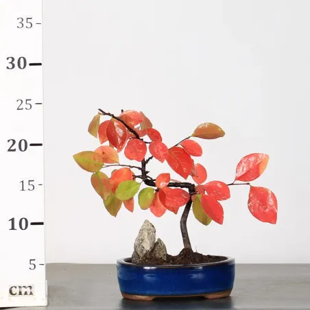 image supplémentaire - Quince "cydonia oblonga" 2-9