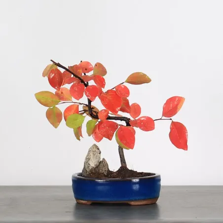 Quince "cydonia oblonga" 2-9