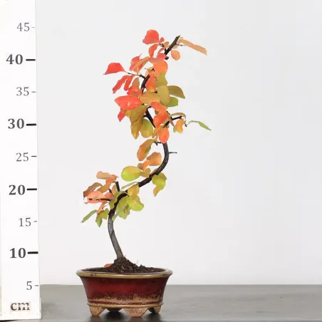 image supplémentaire - Quince "cydonia oblonga" 2-10