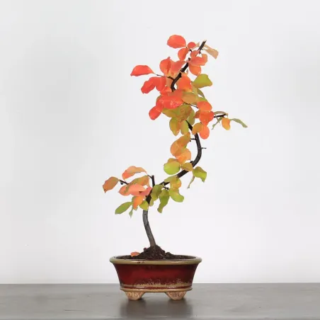 Quince "cydonia oblonga" 2-10