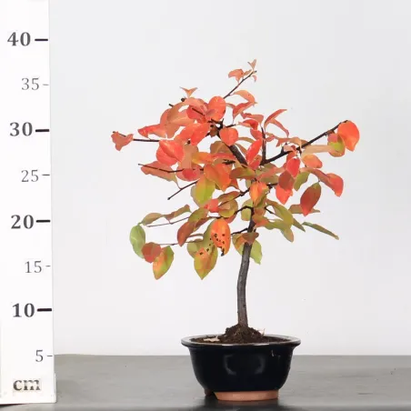 image supplémentaire - Quince "cydonia oblonga" 2-11