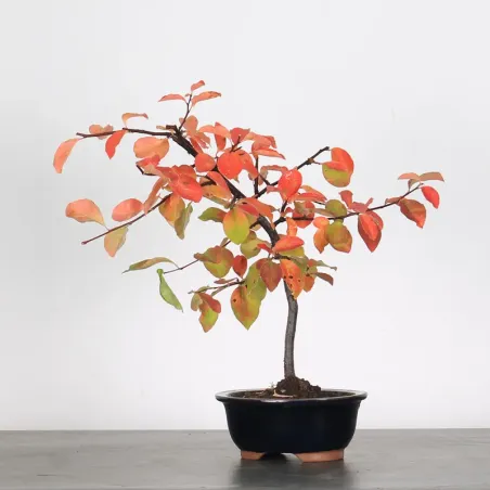 Quince "cydonia oblonga" 2-11