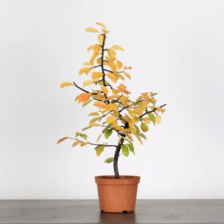 Prébonsaï Quince "cydonia oblonga" 2-12