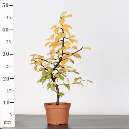 image supplémentaire - Prébonsaï Quince "cydonia...