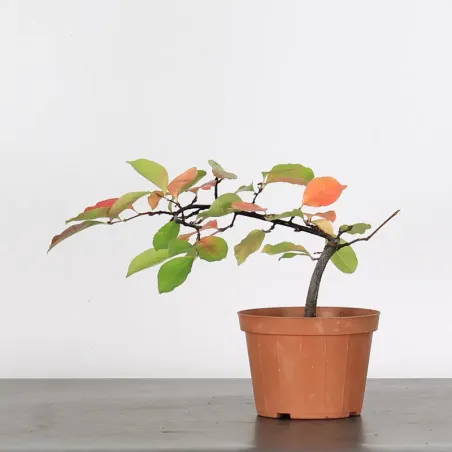 Prébonsaï Quince "cydonia oblonga" 2-13