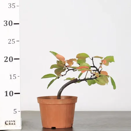 image supplémentaire - Prébonsaï Quince "cydonia...