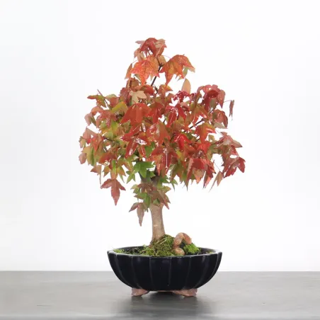 Bonsai Erable Burger AB-1-2