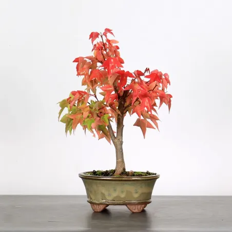 Bonsai Erable Burger AB-1-3