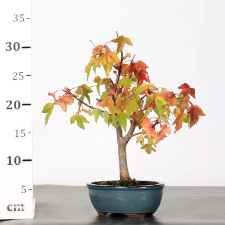 image supplémentaire - Érable "ACER BUERGÉRIANUM"...
