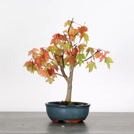 Érable "ACER BUERGÉRIANUM" 1-10