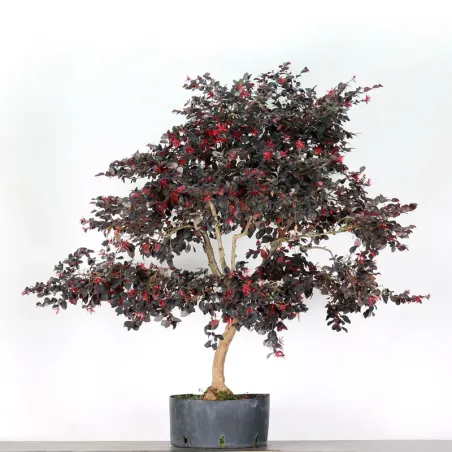 Bonsai Loropetalum