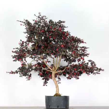 image supplémentaire - ARBRE DE JARDIN LOROPÉTALUM...